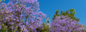 Faro-Zentralgärten, Jacarandabäume im Jardim Manuel Bivar, Algarve, Portugal Faro-Zentralgärten, Jacarandabäume im Jardim Manuel Bivar, Algarve, Portugal